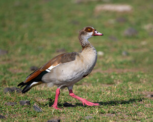 Egyptian Goose