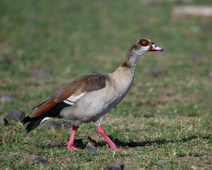 Egyptian Goose