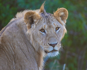 Immature Male Lion, Masai Mara, Kenya