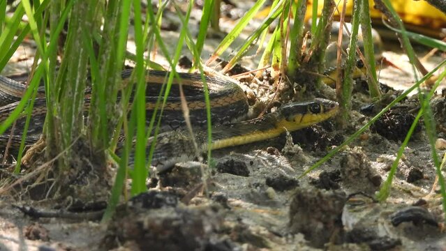 Colubridae finding food - green - black  yellow skin.