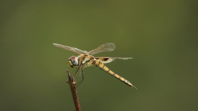 Dragonfly - in wind - waiting for hunt.