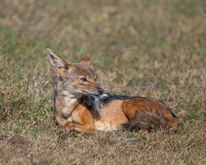 Black-backed Jackal, Masai Mara, Kenya