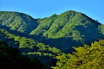道志山塊の赤鞍ヶ岳より西丹沢の加入道山を望む　夏の山稜に朝の斜光線

