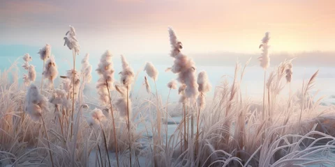 Foto op Plexiglas A wild field in winter at dawn © tashechka