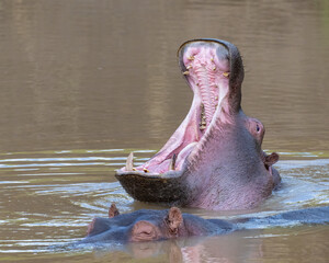 Hippo yawn, Masai Mara, Kenya