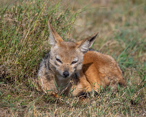 Black-backed Jackal, Masai Mara, Kenya