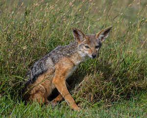Black-backed Jackal, Masai Mara, Kenya