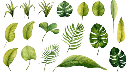 Exotic plants, palm leaves, monstera on an isolated transparent white background, watercolor vector illustration
