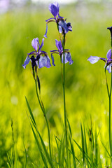  Sibirische Schwertlilie, Iris sibirica, Wiesen-Schwertlilie