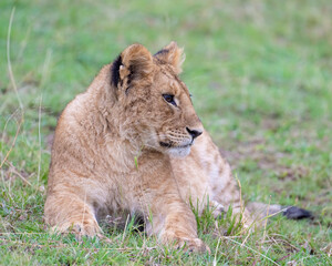 Lion cub, Masai Mara, Kenya