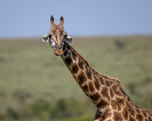 Masai Giraffe, Masai Mara, Kenya