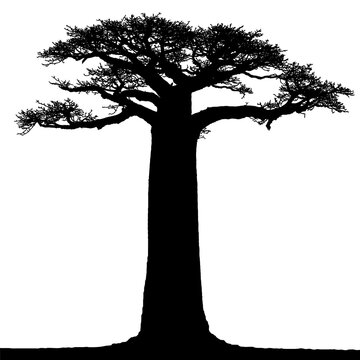Black on white background vector silhouette of African baobab tree.