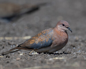 Laughing Dove, Masai Mara, Kenya