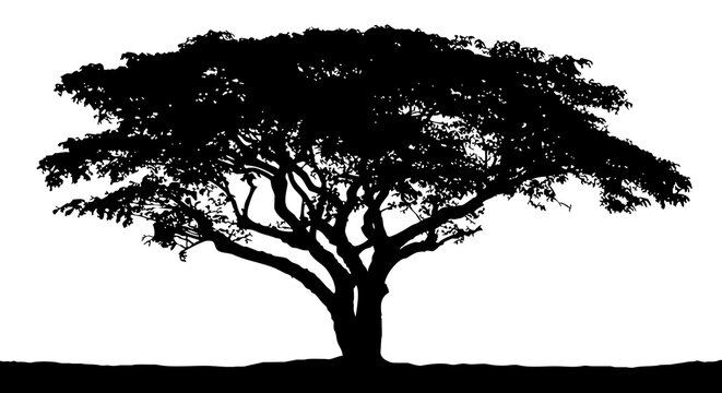 Vector silhouette of a completely black African acacia tree on a white background.