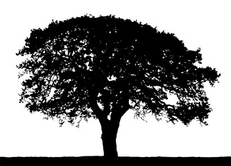 Vector silhouette of an oak tree on a white background.