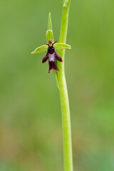 Fliegen-Ragwurz, Ophrys insectifera, Fliegenragwurz