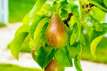 A pear grows on a tree in drops after rain, close-up. Fruits in the garden in the dew