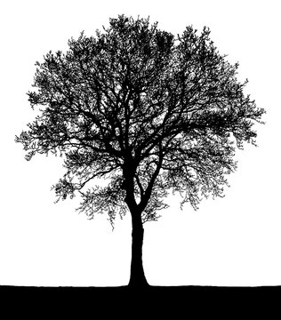 Black vector image of a silhouette of a large tree in winter, isolated on a white background.