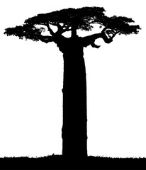 Black silhouette of a baobab in vector on a white background. - obrazy, fototapety, plakaty