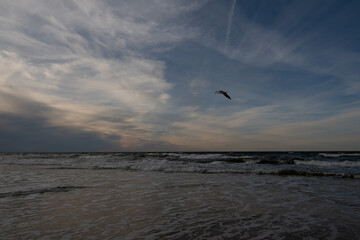 seagull on the beach, rough sea in mrzezyno