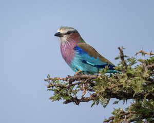Lilac-breasted Roller, Masai Mara, Kenya