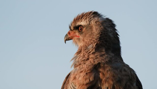 Closeup Of The Head Of Golden Eagle Looking Afar In The Africa.