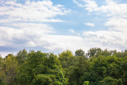 Forest and partly cloudy sky. Nature or World Environment Day concept photo