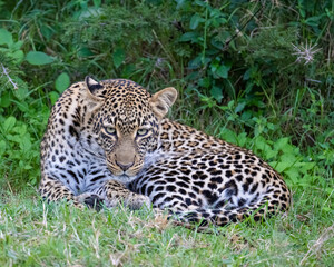 Leopard, Masai Mara, Kenya