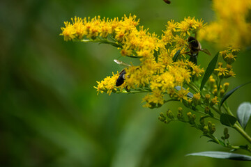 żółte kwiat i pszczoły 