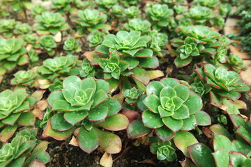 Aeonium decorum variegata Succulent Plants