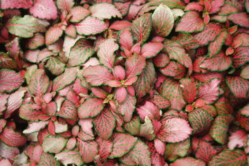 Fittonia Verschaffeltii Background Red Star Red Angel