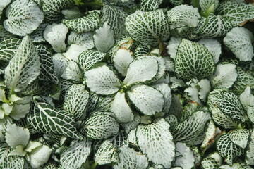 Fittonia White Star White Angel