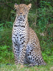 Leopard, Masai Mara, Kenya