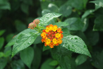 Yellow Orange Flowers Lantana Camara Spanish Flag West Indian Lantana