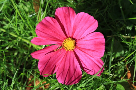 PInk blooming cosmos in sunny October