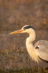 Obraz premium grey heron or Ardea cinerea fine art closeup or portrait in winter sunrise light at keoladeo national park or bharatpur bird sanctuary rajasthan india asia