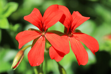 Beautiful blooming pelargonium in sunny October