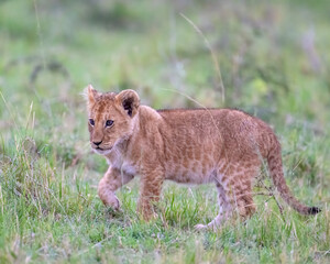 Lion cub, Masai Mara, Kenya