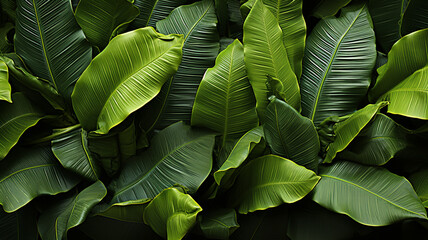 Green banana leaf texture.