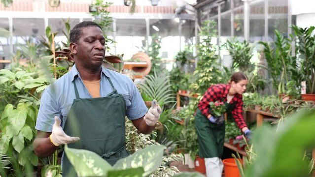 Portrait of professional confident florist in flower shop interior. High quality 4k footage