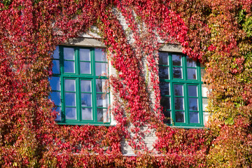The facade of the building is overgrown with green ivy, and there is a window covered in ivy in October.