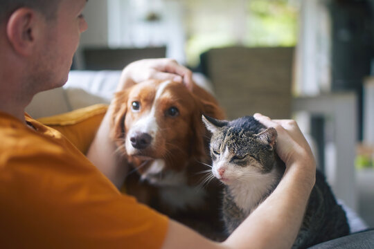 Man sitting on sofa with domestic animals. Pet owner stroking his old cat and dog together..