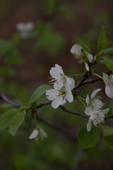 Blooming tree in the forest