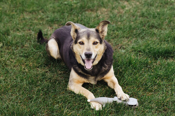 Mongrel dog. Cute cur dog. Portrait of a dog on green grass. Garden for animals to play. Lovely cute small doggy. Playing with his toy. Ears raised. Domestic animal background. Home garden pet.