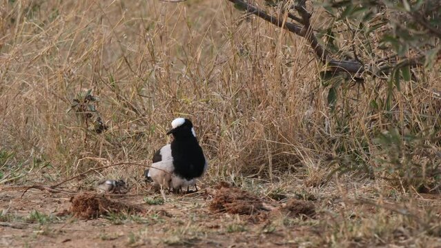 Mother Blacksmith Lapwing And Its Chick In African Grassland. Blacksmith Plover. wide
