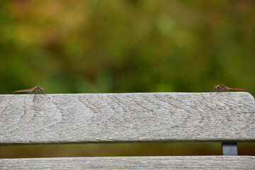 秋の公園のベンチにいるトンボの様子