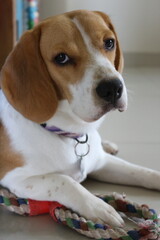 Beagle Dog Photoshoot