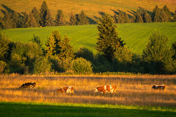 Cows in a mountain pasture at sunset - Powered by Adobe