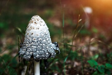 Shaggy Mane Mushroom in Vibrant Forest Foliage. Forest in the autumn after the rains. Autumn Delicate Palette.