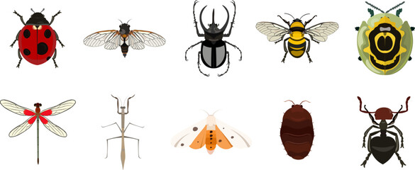 Insect Illustration Set